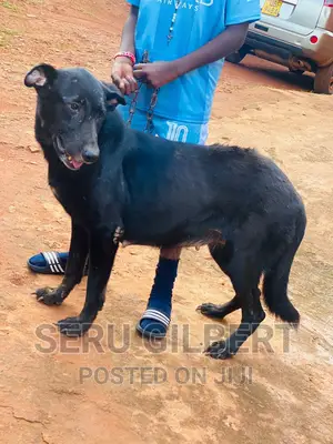 6-12 months Male Purebred German Shepherd