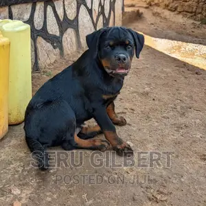 3-6 months Male Purebred Rottweiler