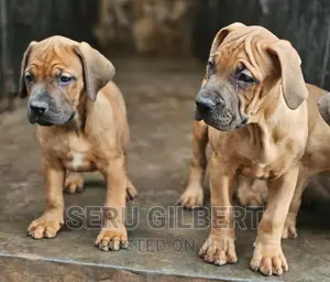 3-6 months Male Purebred Boerboel