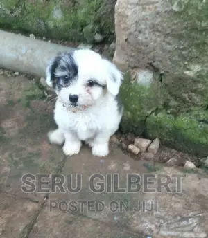 3-6 months Male Purebred Maltese