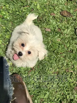 1-3 months Male Purebred Maltese