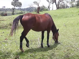 Horses for Sale. Ponnys, Stallion, Mare and Gilding.