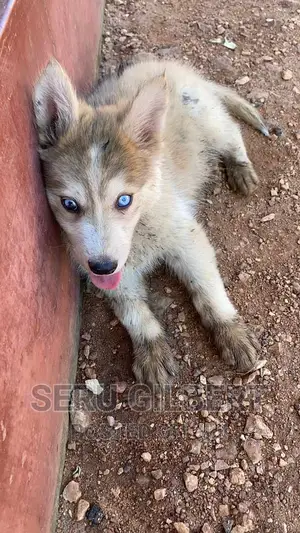 3-6 months Male Purebred Siberian Husky