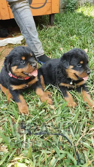 1-3 months Male Purebred Rottweiler