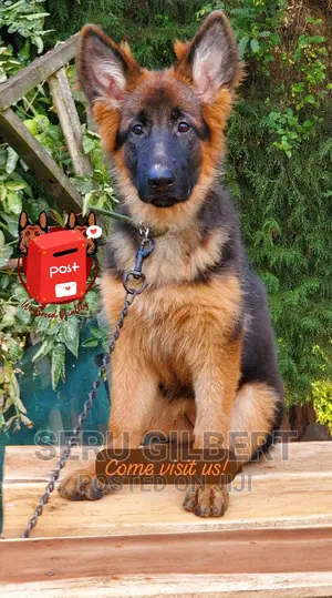 1-3 months Male Purebred German Shepherd
