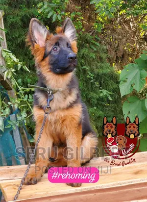 1-3 months Male Purebred German Shepherd