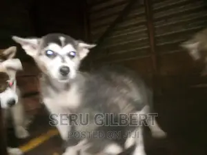 1-3 months Male Purebred Siberian Husky