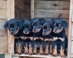 3-6 months Male Purebred Rottweiler