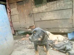 1-3 months Female Purebred Rottweiler