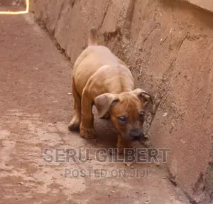 3-6 months Male Purebred Boerboel