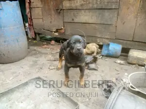 0-1 month Male Purebred Rottweiler