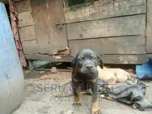 3-6 months Female Purebred Rottweiler