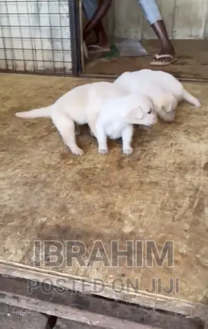1-3 months Male Purebred Labrador Retriever