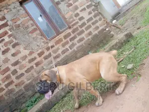 3-6 months Male Purebred Boerboel