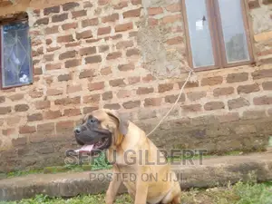 1-3 months Male Purebred Boerboel