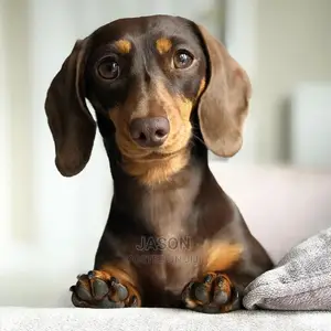 Adult Female Purebred Dachshund