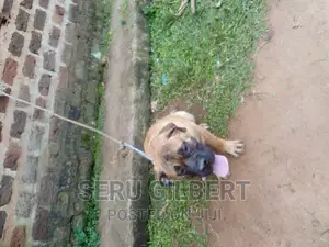 1-3 months Male Purebred Boerboel