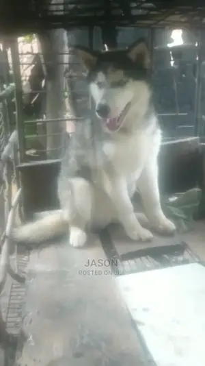 Senior Male Purebred Siberian Husky