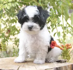 Senior Male Purebred Maltese