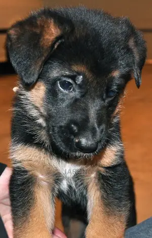 Young Male Mixed Breed German Shepherd Dog