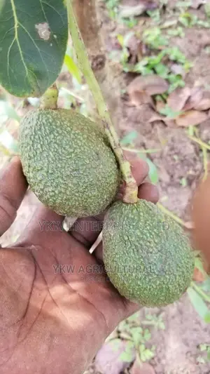 Hass Avocado Seedlings