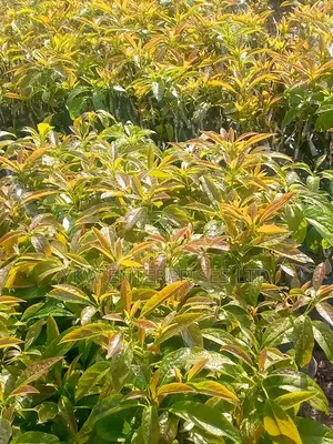 Hass Avocado Seedlings