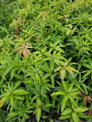 Apple Mango Seedlings