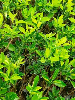 Orange Seedlings