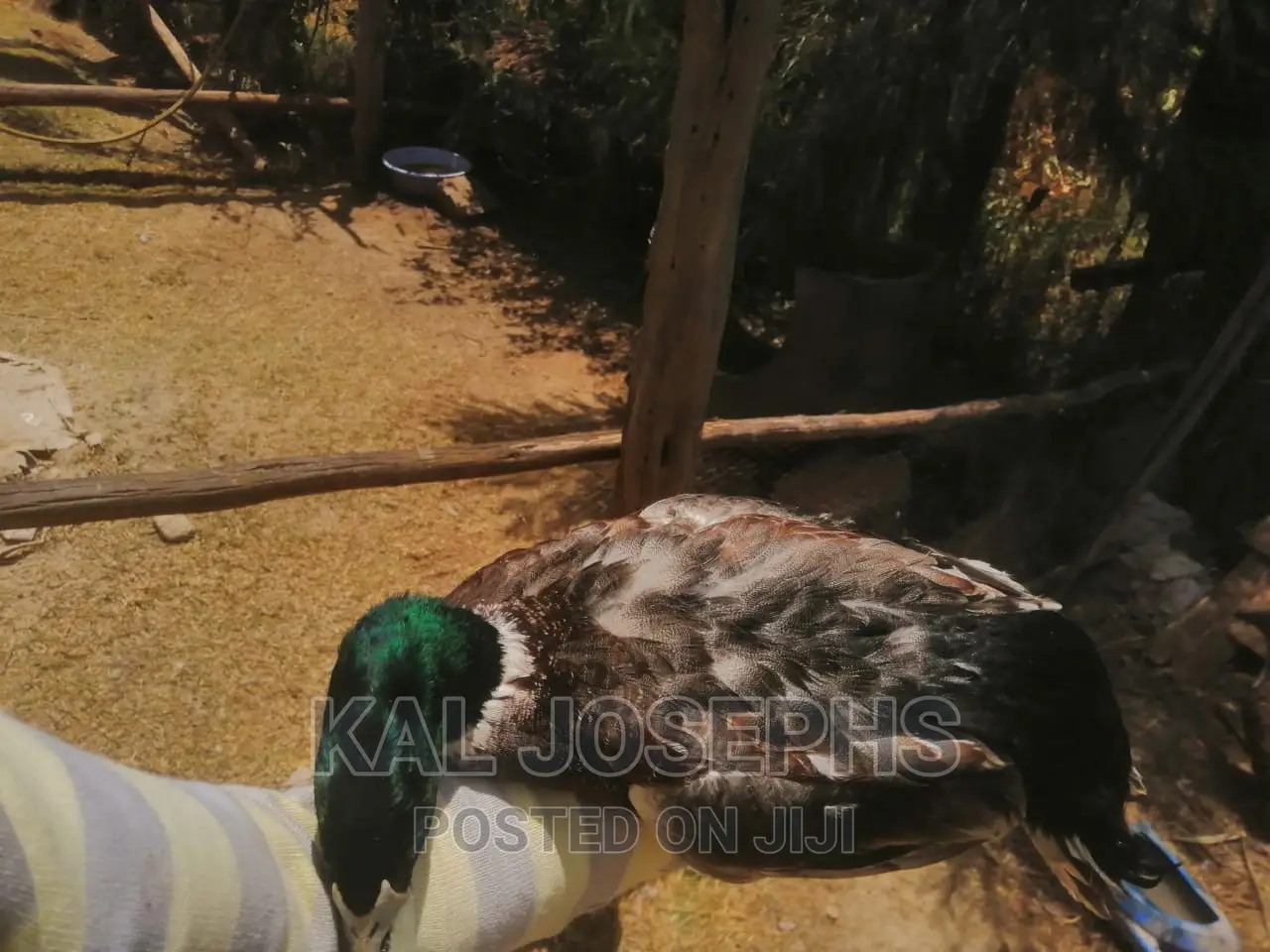Exotic Ducks