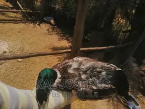 Exotic Ducks