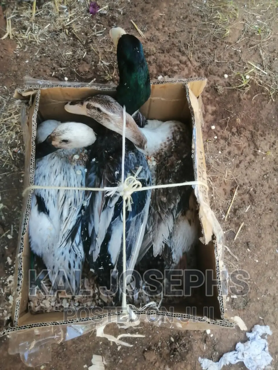 Exotic Ducks