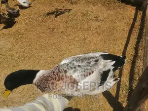 Exotic Ducks