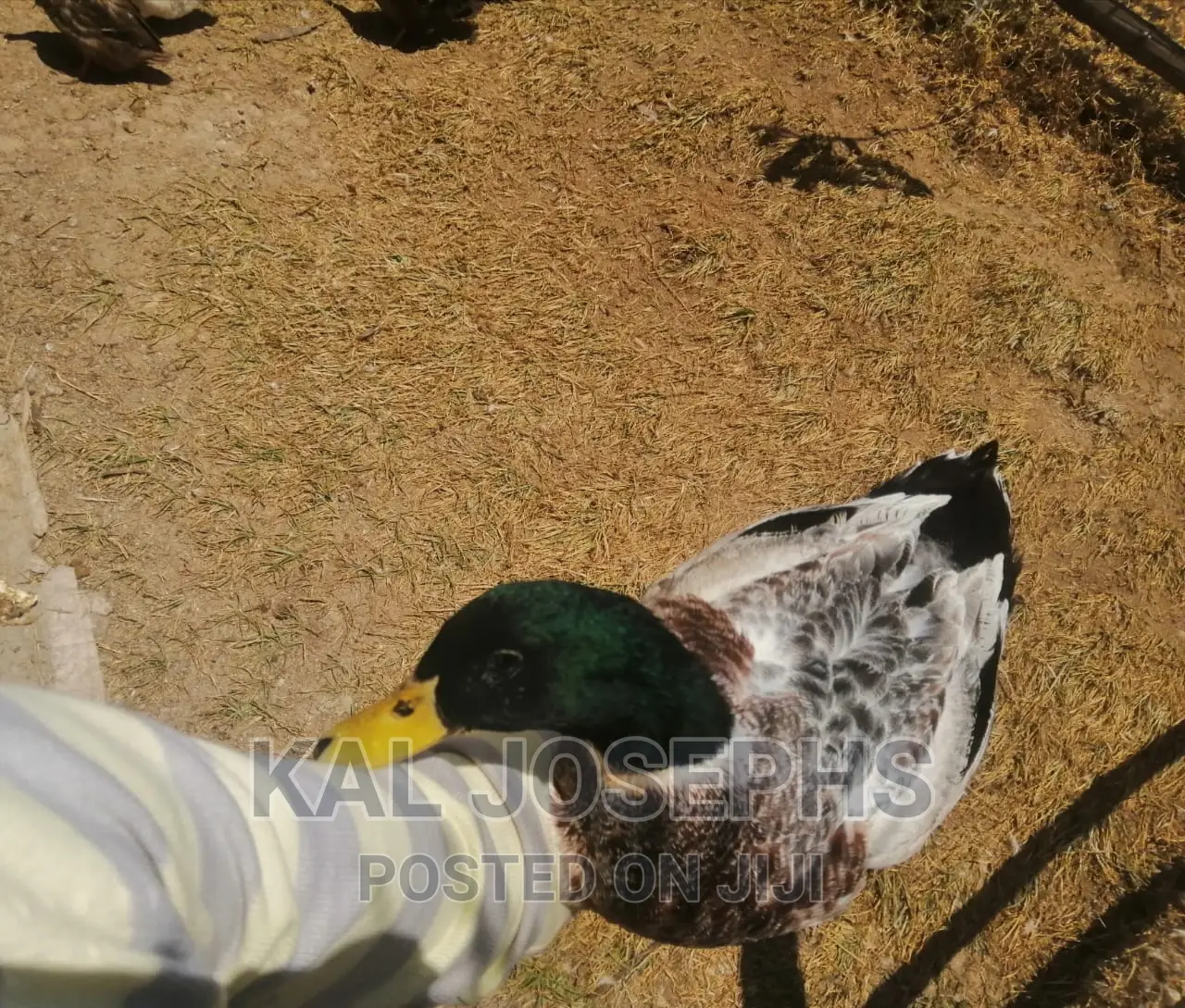 Exotic Ducks