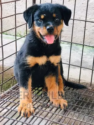 1-3 months Female Purebred Rottweiler