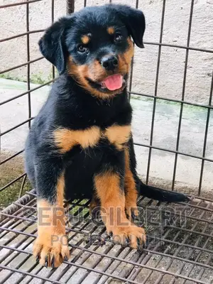 3-6 months Male Purebred Rottweiler
