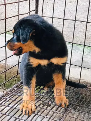 3-6 months Male Purebred Rottweiler