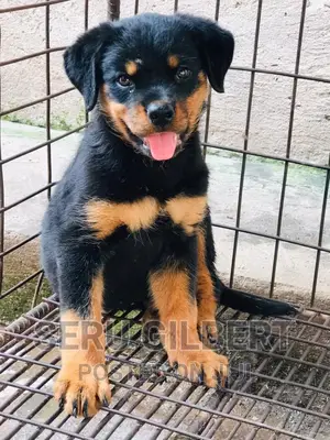 3-6 months Male Purebred Rottweiler