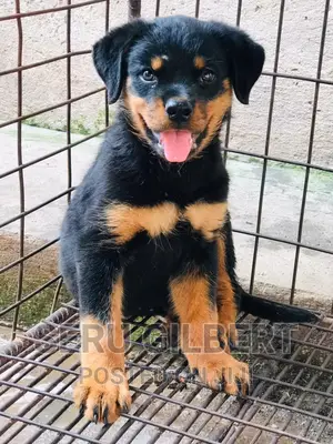 1-3 months Male Purebred Rottweiler