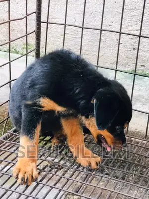 1-3 months Male Purebred Rottweiler