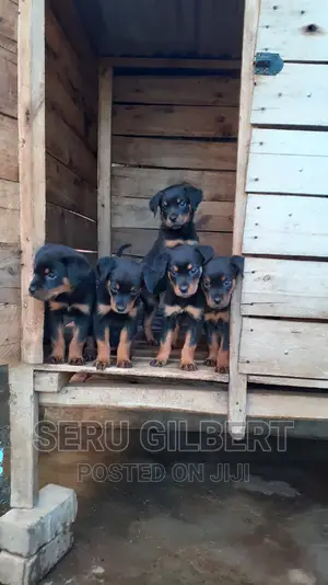 1-3 months Male Purebred Rottweiler