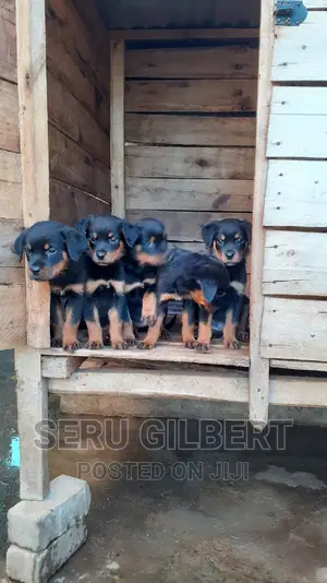 1-3 months Female Purebred Rottweiler