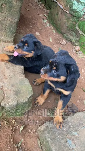 3-6 months Female Purebred Rottweiler