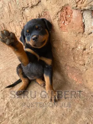 3-6 months Male Purebred Rottweiler