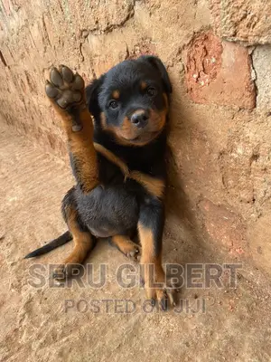 3-6 months Male Purebred Rottweiler