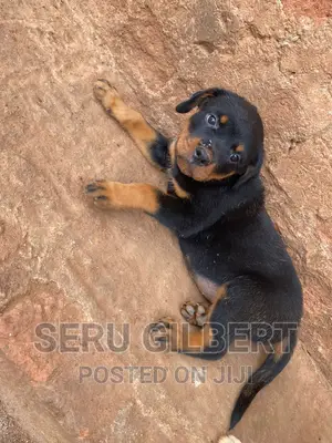 3-6 months Male Purebred Rottweiler