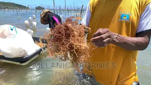 Irish Sea Moss