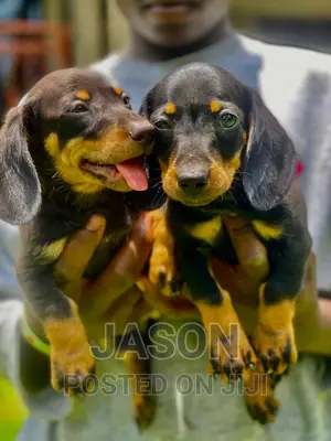 1-3 months Male Purebred Dachshund