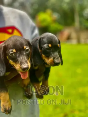 1-3 months Female Purebred Dachshund