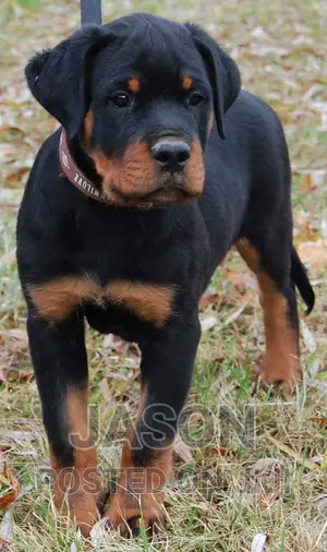3-6 months Male Purebred Rottweiler
