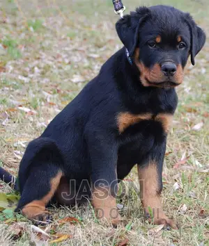 3-6 months Female Purebred Rottweiler